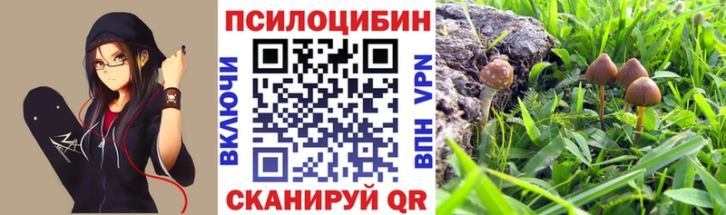 сайты даркнета Telegram  продажа наркотиков  Дорогобуж  Псилоцибиновые грибы Psilocybe  гидра вход 